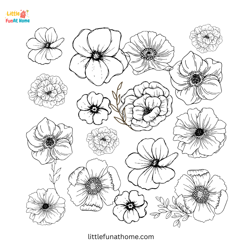 Poppy flowers coloring page