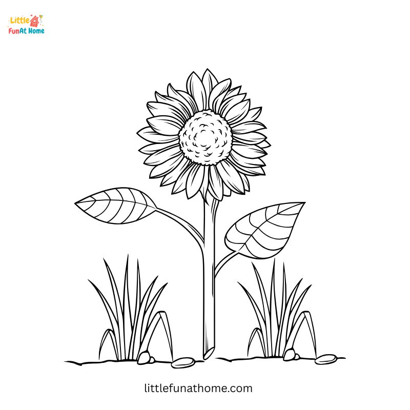Simple sunflower coloring page