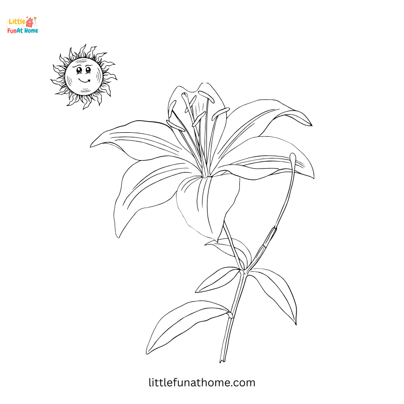 Tiger lily flower and sun coloring page