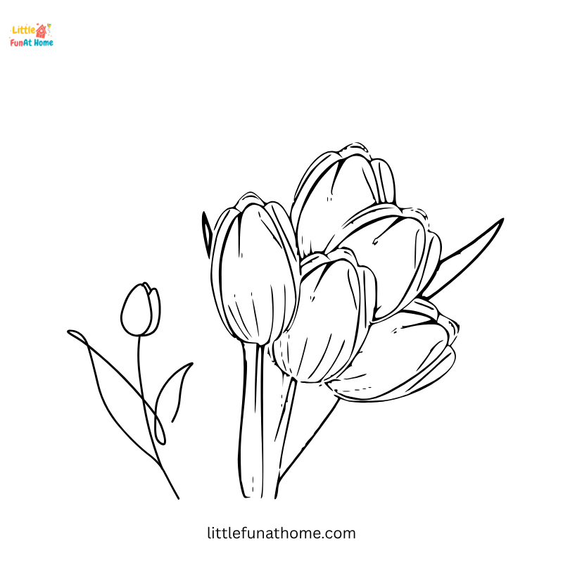 Tulip bulbs coloring page